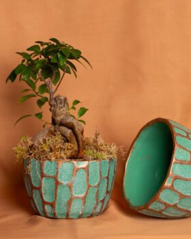 compo_bonsai01