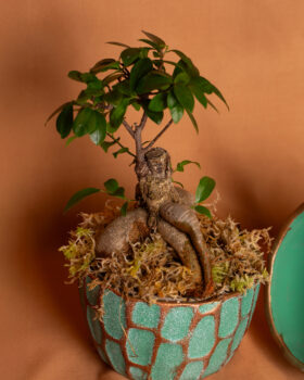 compo_bonsai02